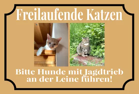  Katzen Freilaufende Katzen Bild