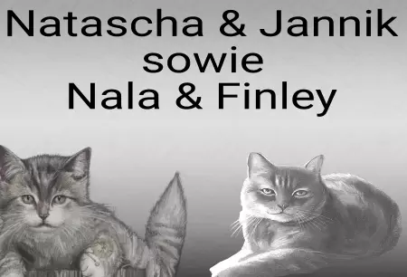  Katzen Natascha & Jannik Bild
