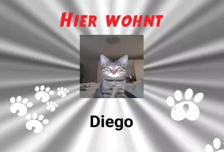  Katzen HIER WOHNT DIEGO Bild