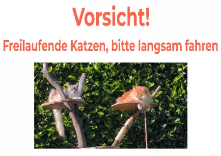  Katzen Vorsicht - Freilaufende Katze Bild